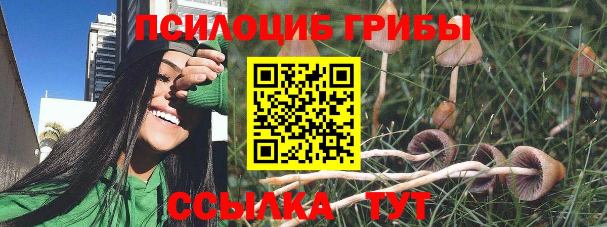 Псилоцибиновые грибы Psilocybe Борзя